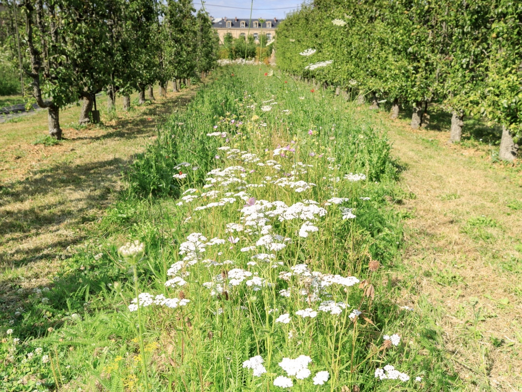 Agrandir l'image - fenêtre modale - Alternance de lignes de fruitiers et bandes hautes enherbées pour la vitalisation du sol et le refuge des auxiliaires de culture.