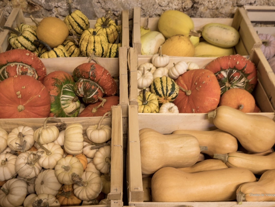 Agrandir l'image - fenêtre modale - Récolte d'automne au Potager du Roi.