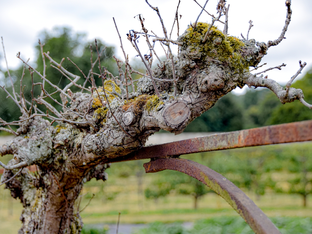 Agrandir l'image - fenêtre modale - École nationale supérieure de paysage.