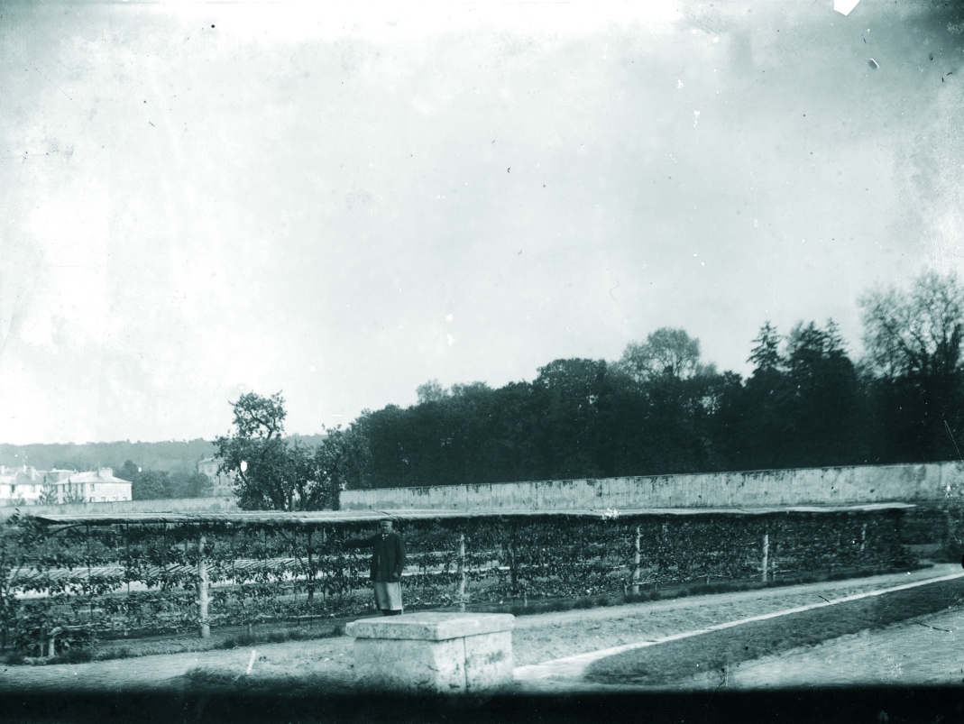 Agrandir l'image - fenêtre modale - Ligne de palissage dans le Grand Carré, fin 19e-début 20e siècle.