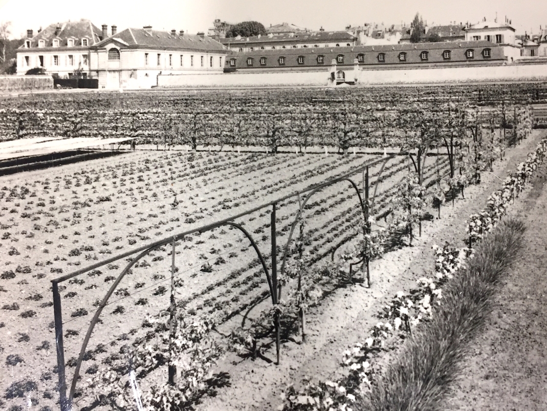 Agrandir l'image - fenêtre modale - Ligne de palissage dans le Grand Carré, 1940-1950.