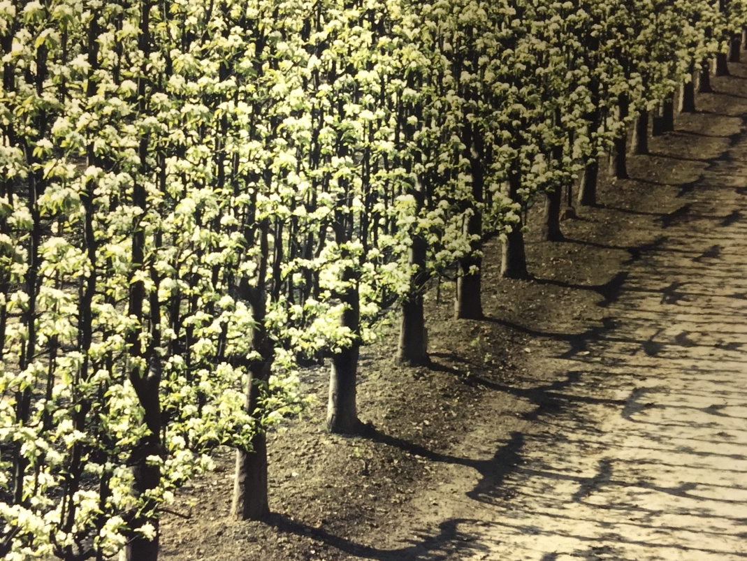 Agrandir l'image - fenêtre modale - Une ligne d’arbres en contre-espaliers au Potager du Roi au printemps 1994.