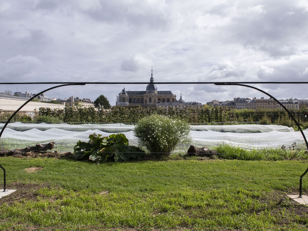 Agrandir l'image - fenêtre modale - Lignes de palissage restaurées lors de la 2e tranche de travaux.