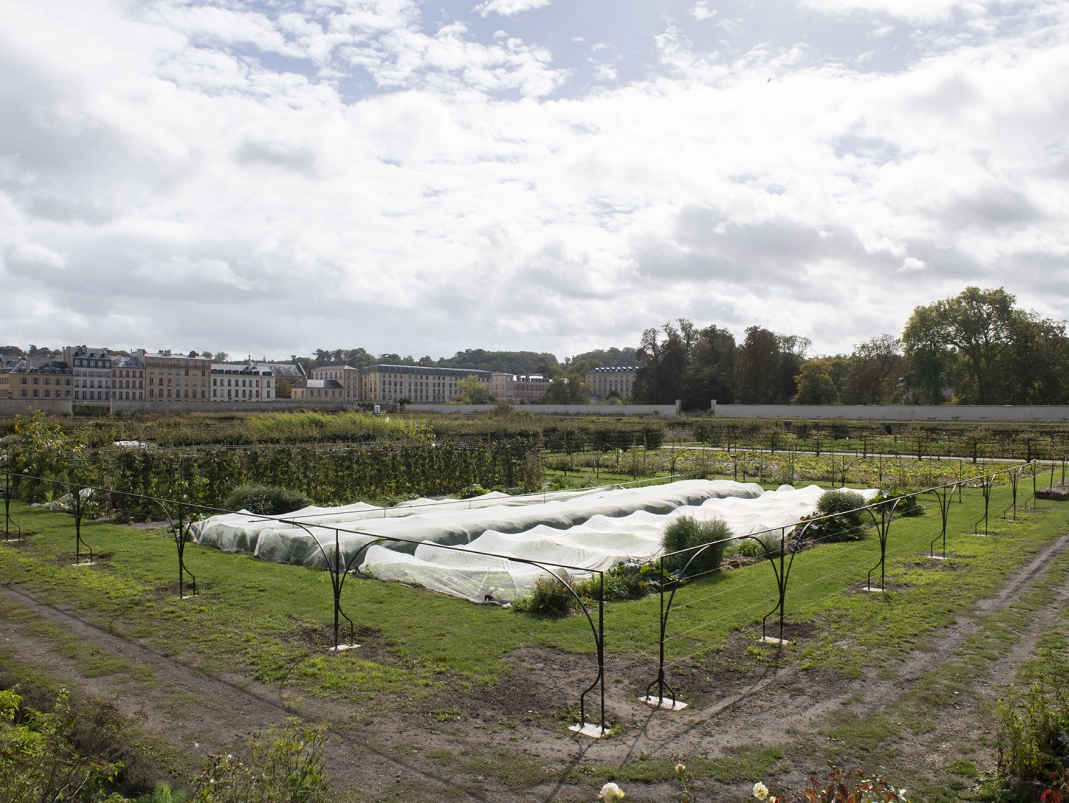 Agrandir l'image - fenêtre modale - Lignes de palissage restaurées lors de la 2e tranche de travaux.