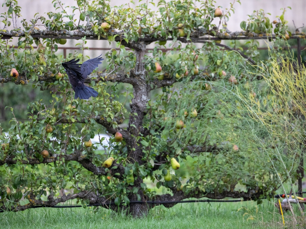 Agrandir l'image - fenêtre modale - Poiriers palissés du Grand Carré.