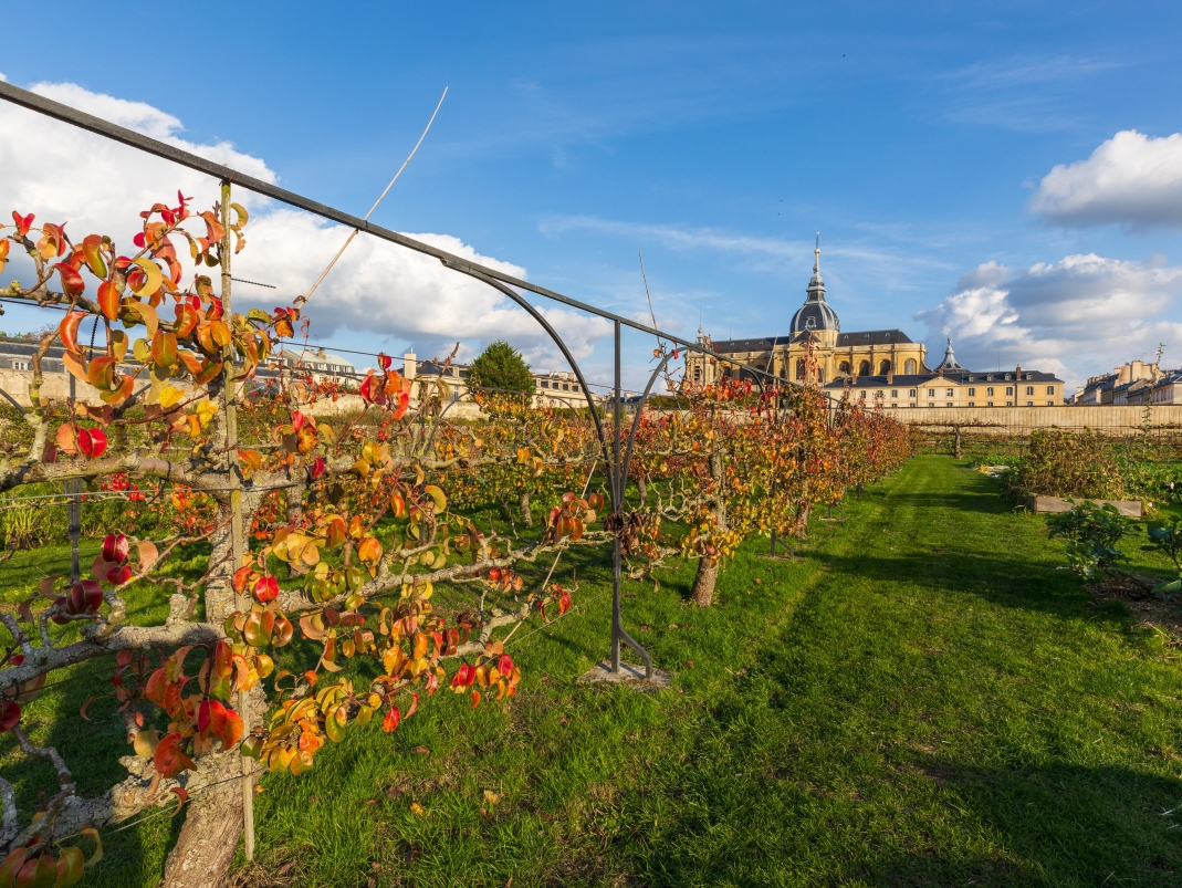 Agrandir l'image - fenêtre modale - Les armatures de palissage du Grand Carré.