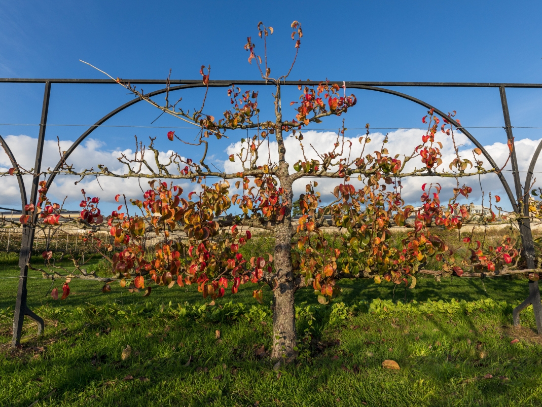 Agrandir l'image - fenêtre modale - Poiriers palissés du Grand Carré.