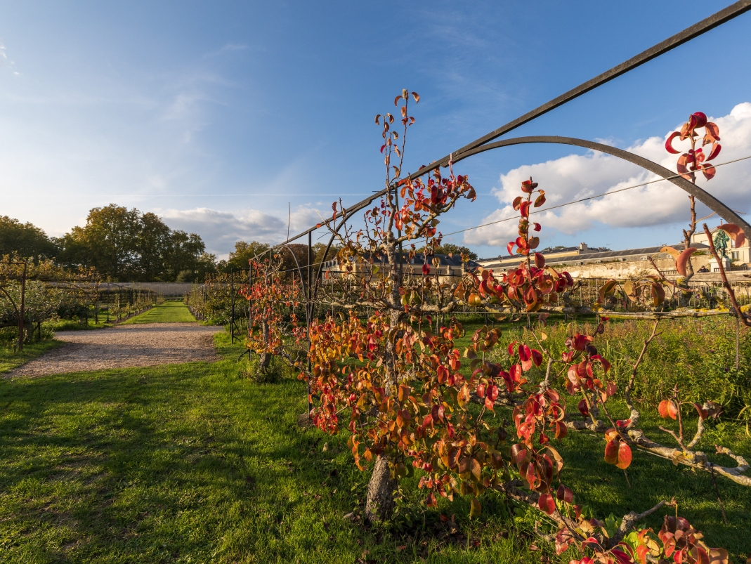 Agrandir l'image - fenêtre modale - Les armatures de palissage du Grand Carré.