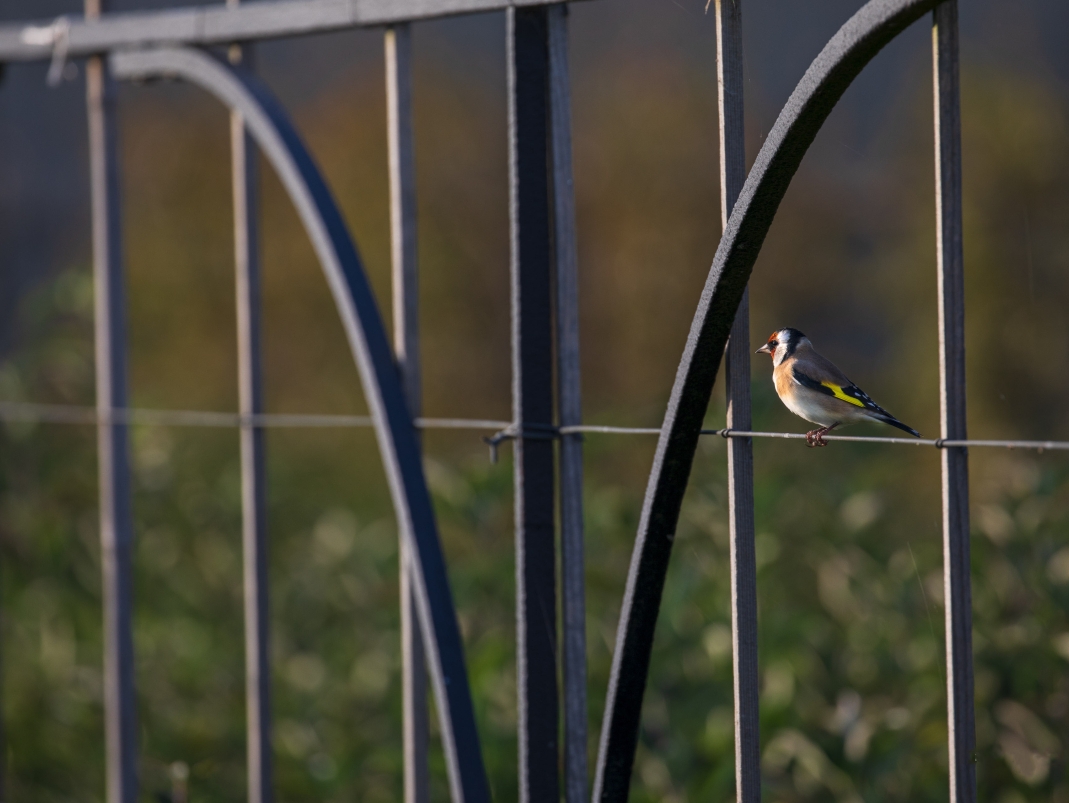 Agrandir l'image - fenêtre modale - Les armatures de palissage du Grand Carré.