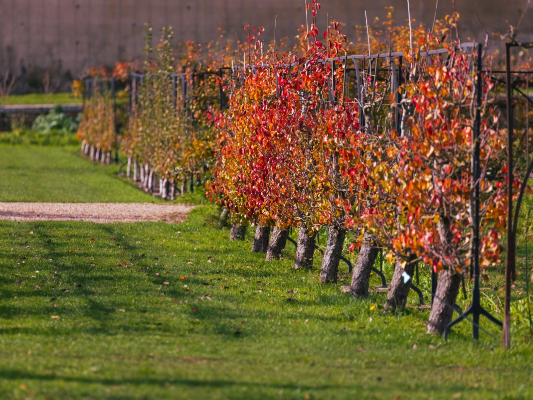 Agrandir l'image - fenêtre modale - Poiriers palissés du Grand Carré.