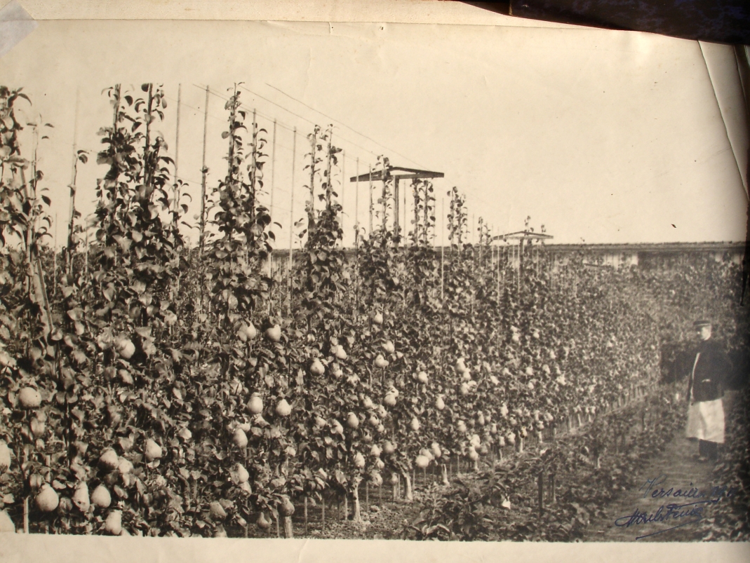 Agrandir l'image - fenêtre modale