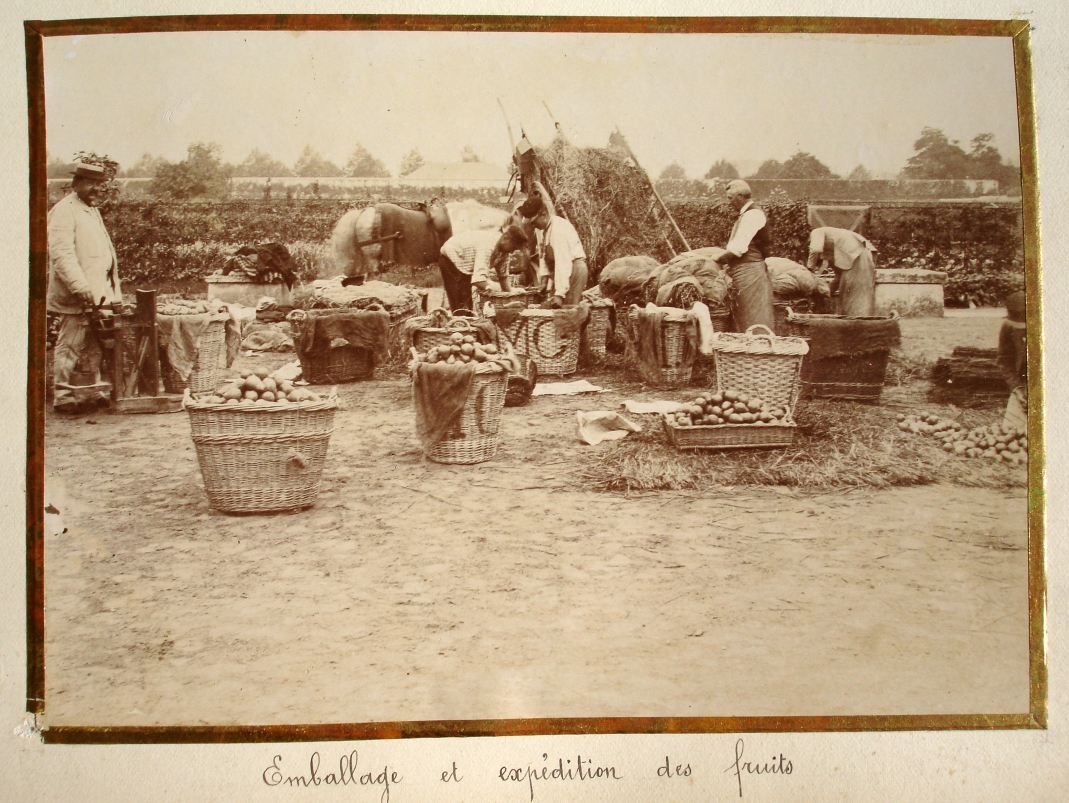 Agrandir l'image - fenêtre modale - Circa 1900. Emballage des poires.