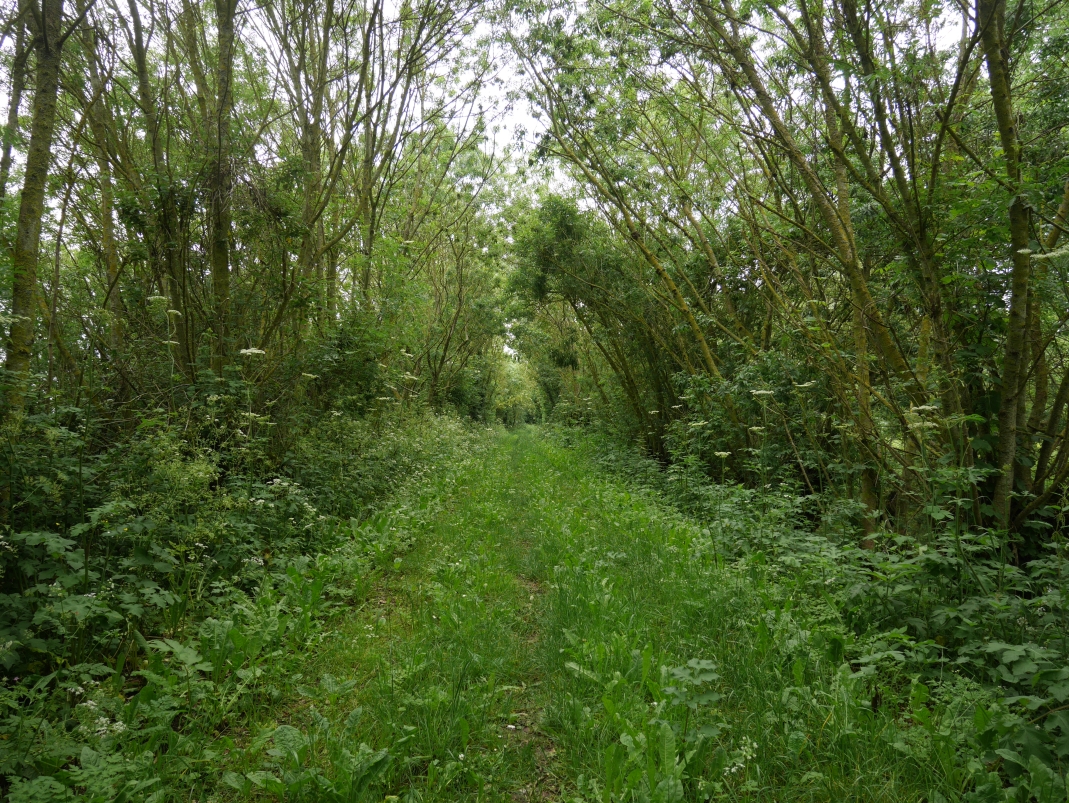 Agrandir l'image - fenêtre modale - Levée boisée, cliché réalisé dans le cadre du projet ANR Digues.