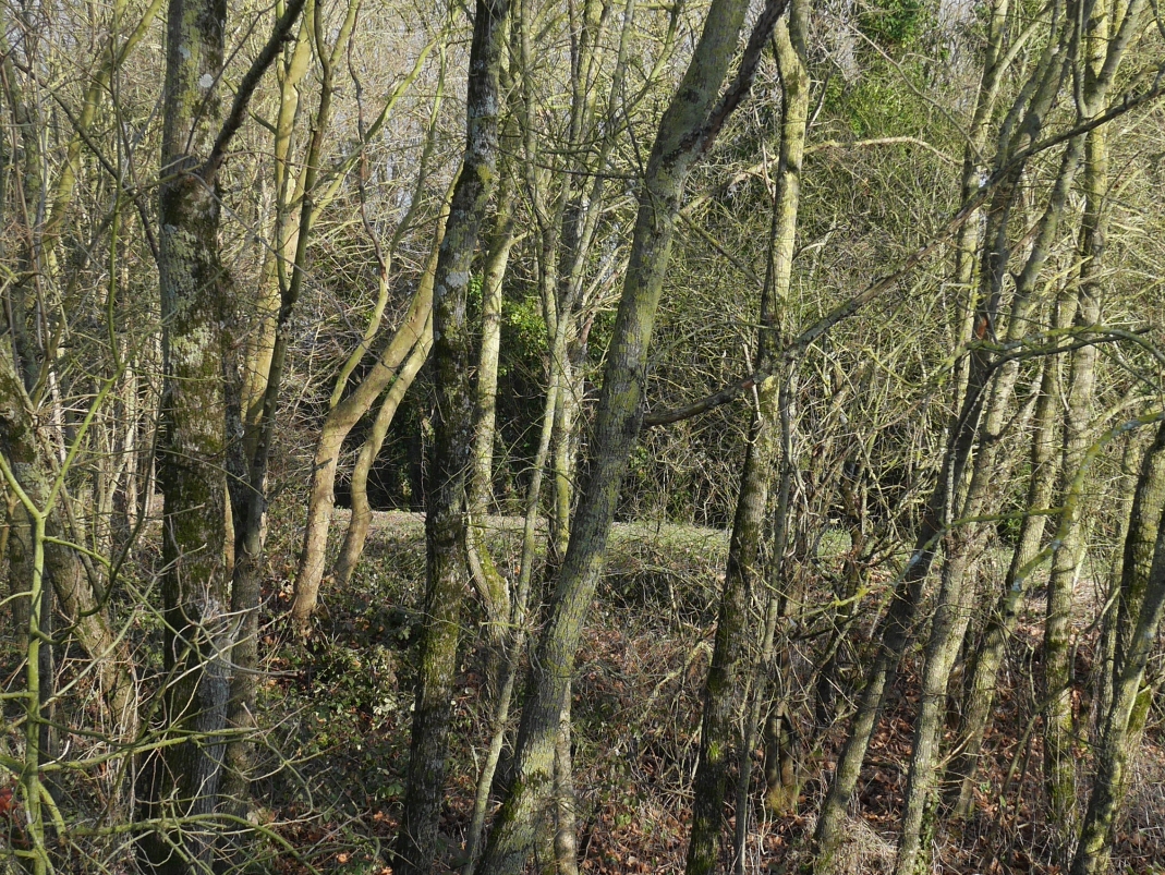 Agrandir l'image - fenêtre modale - Levée boisée, cliché réalisé dans le cadre du projet ANR Digues.