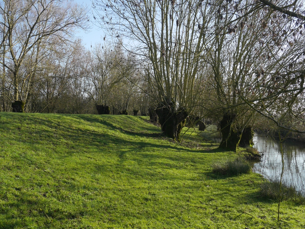 Agrandir l'image - fenêtre modale - Levée boisée, cliché réalisé dans le cadre du projet ANR Digues.