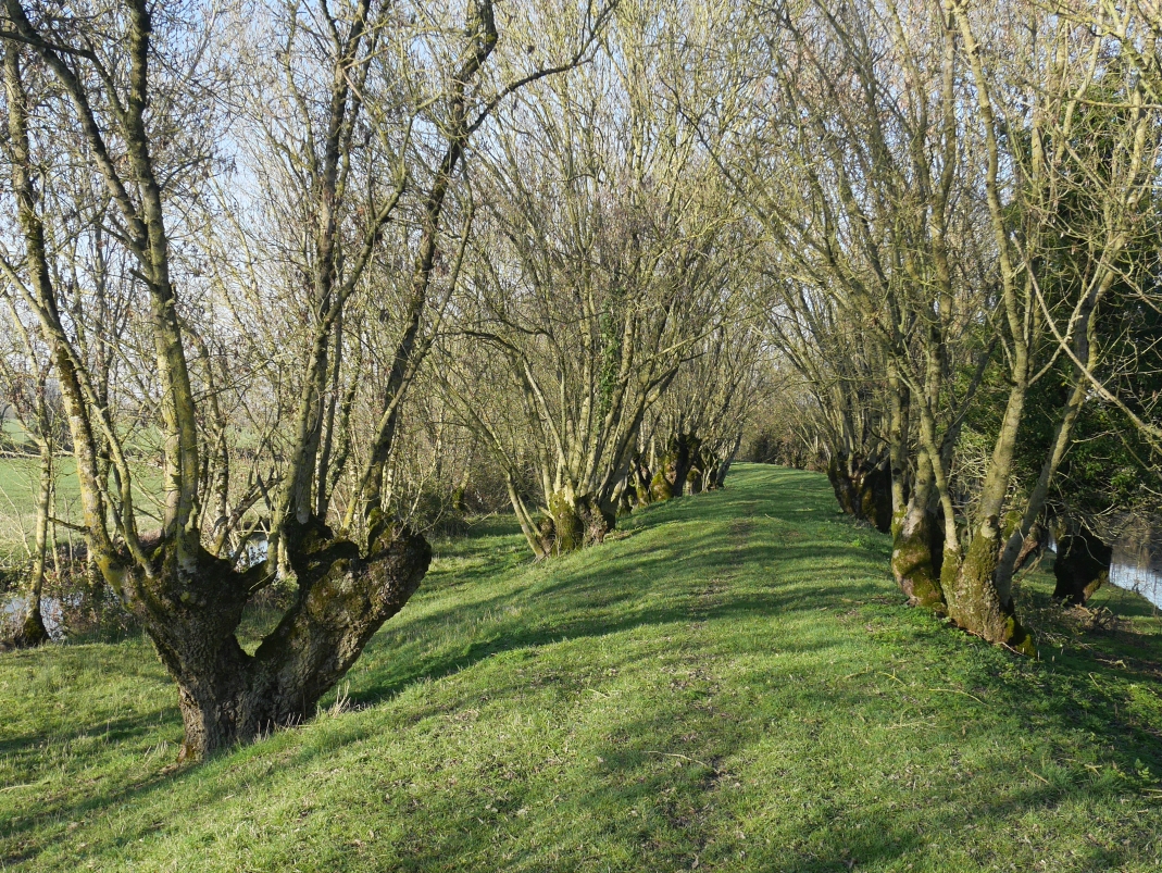 Agrandir l'image - fenêtre modale - Levée boisée, cliché réalisé dans le cadre du projet ANR Digues.