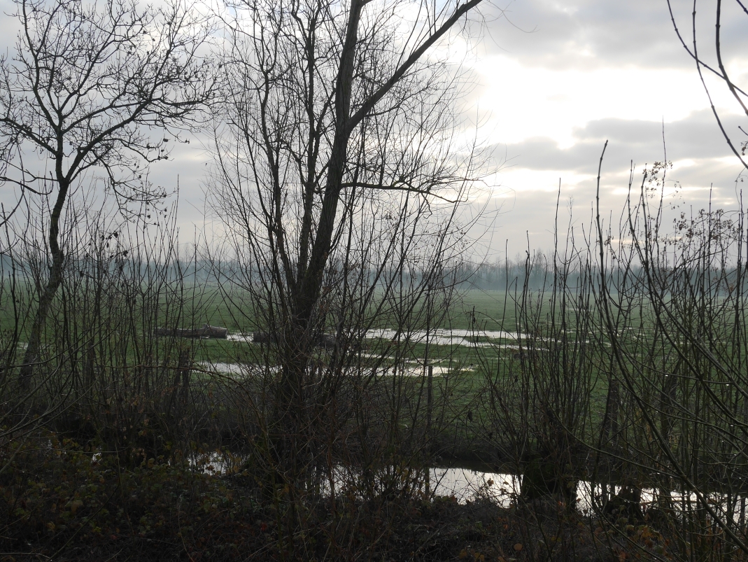 Agrandir l'image - fenêtre modale - Levée et marais, cliché réalisé dans le cadre du projet ANR Digues.
