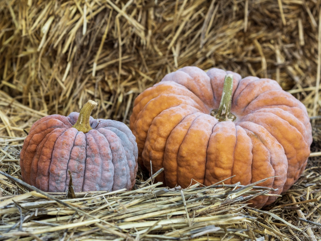 Agrandir l'image - fenêtre modale
