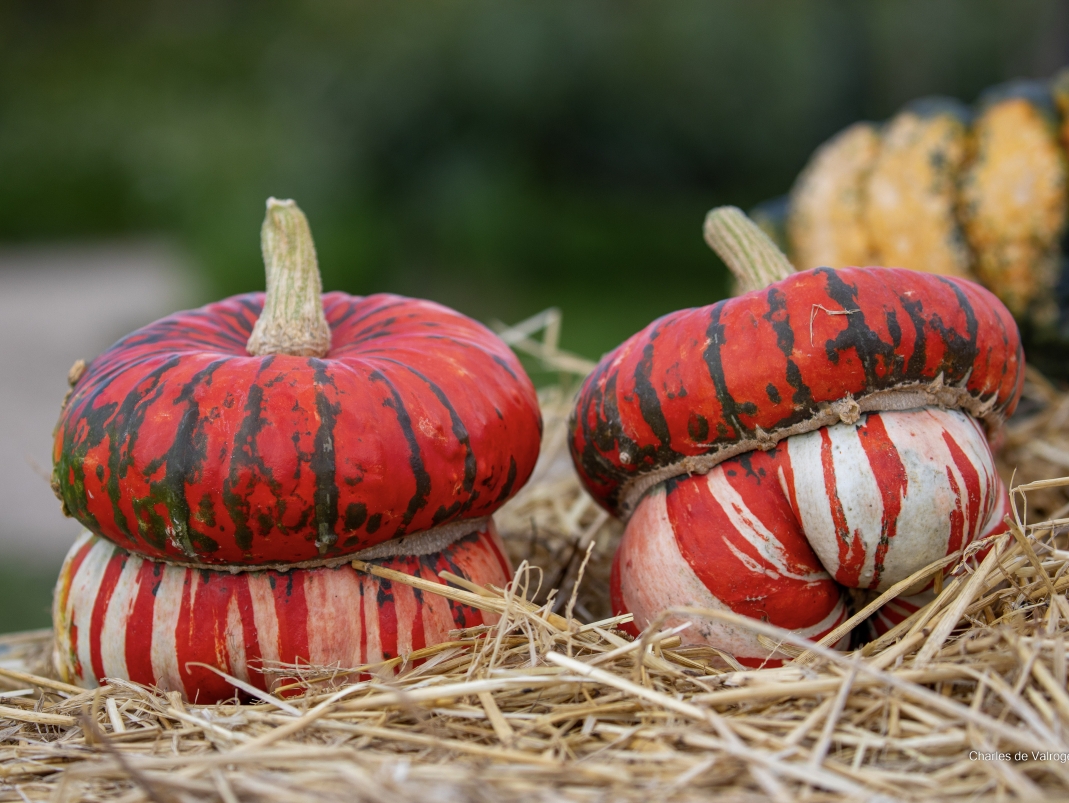 Agrandir l'image - fenêtre modale