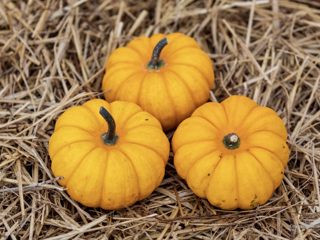 Agrandir l'image - fenêtre modale