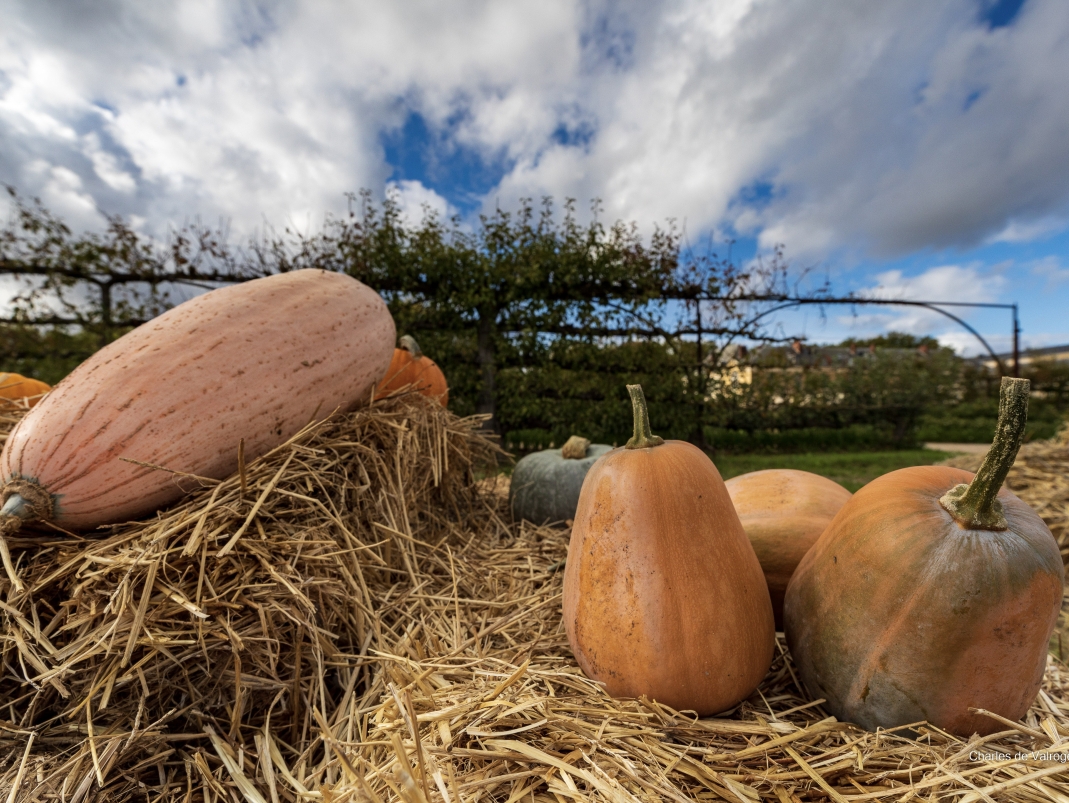 Agrandir l'image - fenêtre modale