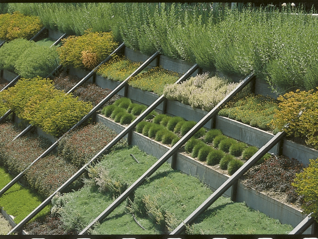 Agrandir l'image - fenêtre modale - Le jardin des cascades Sédums (saxifrages, fascinages suspendus), parc André Citroën, Paris 15e.