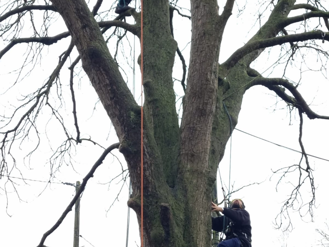 Agrandir l'image - fenêtre modale