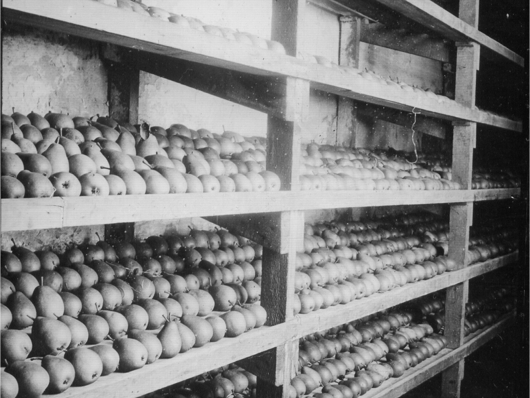 Agrandir l'image - fenêtre modale - Milieu du XXe siècle. Le fruitier du Potager du Roi.