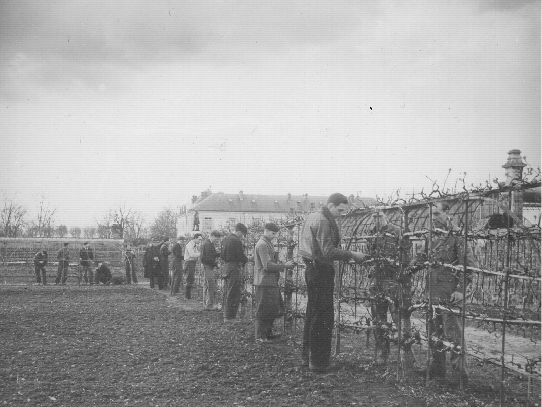 Agrandir l'image - fenêtre modale - Début XXe siècle. Taille des arbres fruitiers dans le Grand Carré.