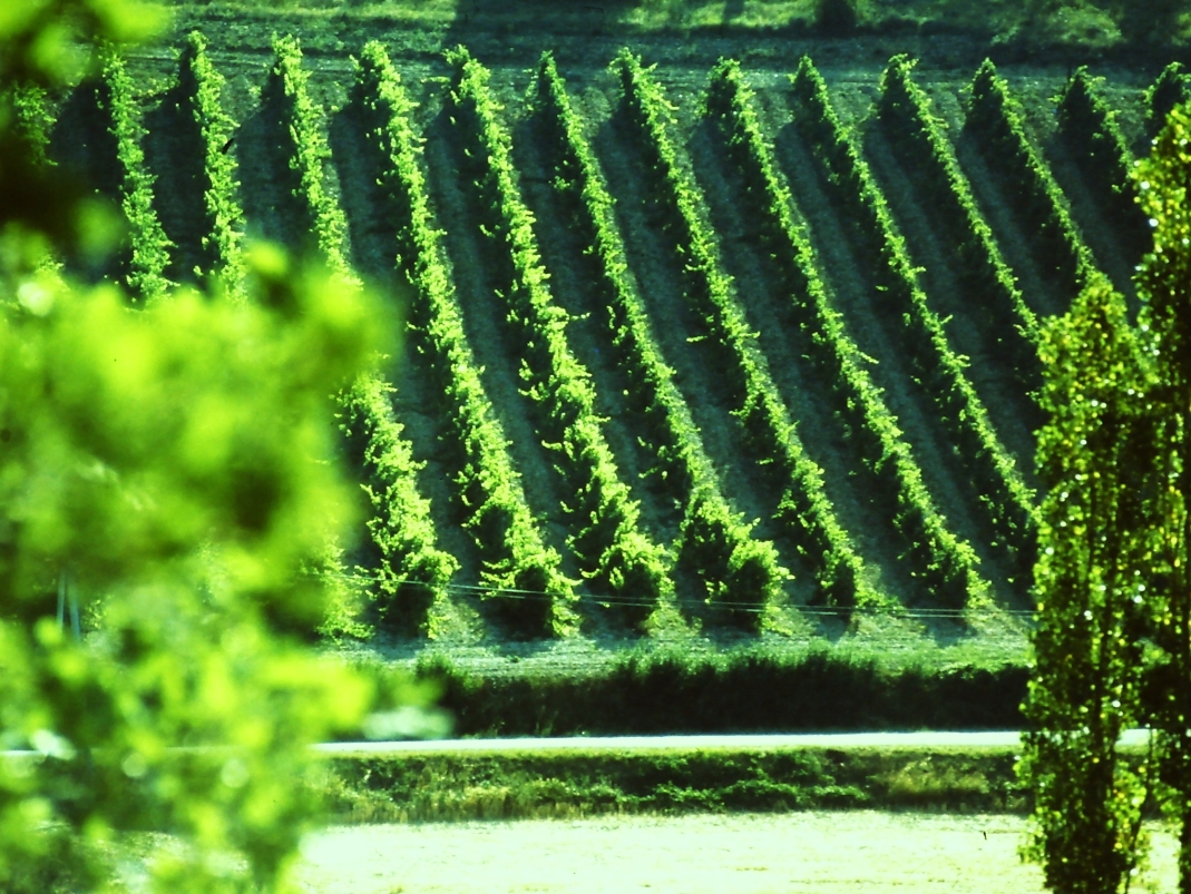 Agrandir l'image - fenêtre modale - Détail du parc Diderot, La Défense, Courbevoie, 1982-1992.