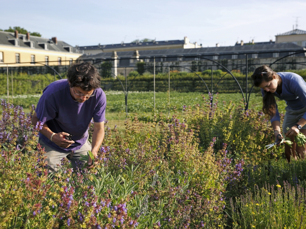 Agrandir l'image - fenêtre modale