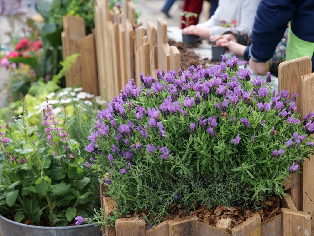 Agrandir l'image - fenêtre modale