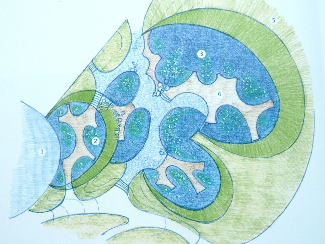 Agrandir l'image - fenêtre modale - Plan pour le jardin de Plantes aquatiques - parc des Floralies Internationales de Paris, parc Floral de Vincennes, Paris 12e.