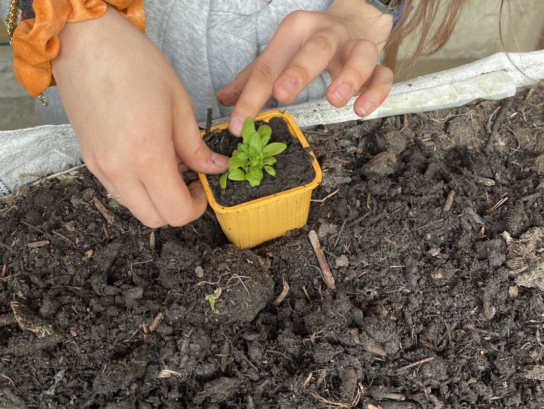 Agrandir l'image - fenêtre modale