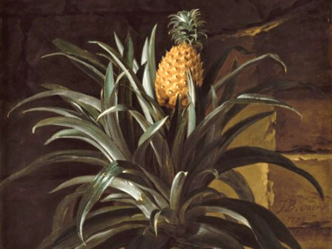 Agrandir l'image - fenêtre modale - 1733. Jean-Baptiste Oudry, Un ananas dans un pot, huile sur toile.