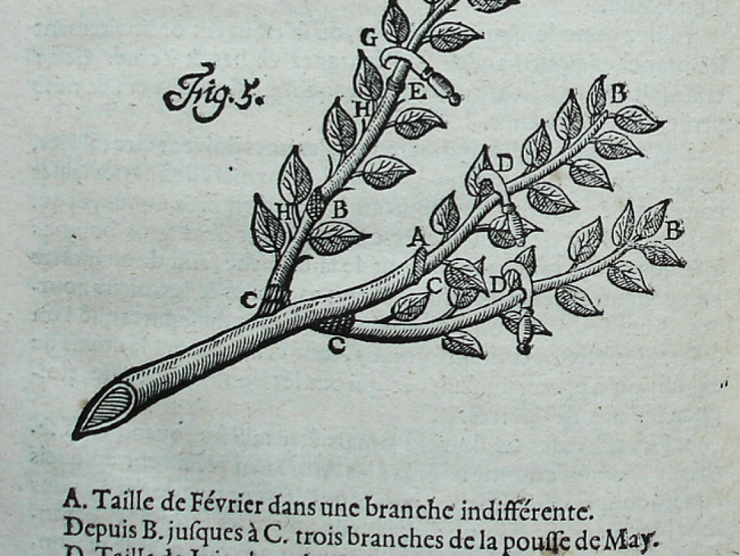 Agrandir l'image - fenêtre modale - 1730. Figures explicatives pour la taille des poiriers de l’édition 1730 de Jean-Baptiste de La Quintinie, Instruction pour les jardins fruitiers et potagers, Paris, Compagnie des libraires, 2 vol.