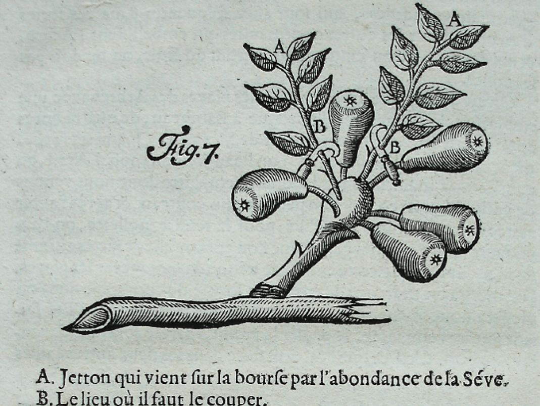Agrandir l'image - fenêtre modale - 1730. Figures explicatives pour la taille des poiriers de l’édition 1730 de Jean-Baptiste de La Quintinie, Instruction pour les jardins fruitiers et potagers, Paris, Compagnie des libraires, 2 vol. 