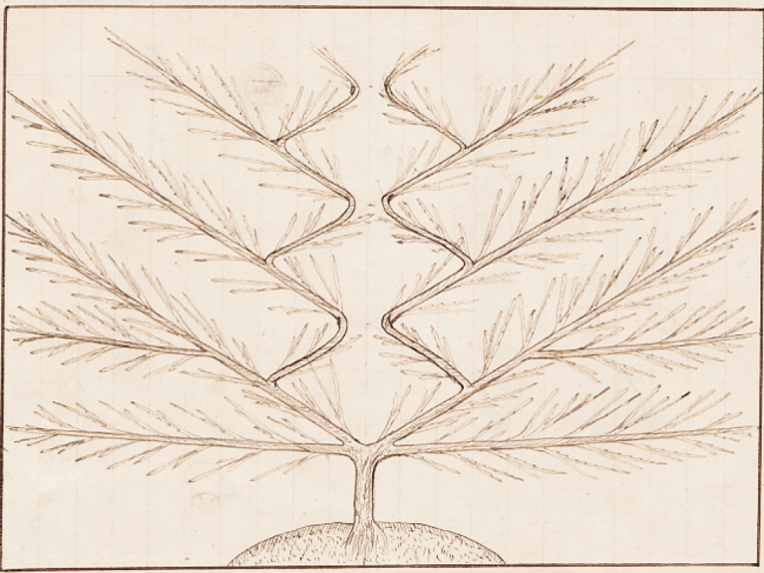 Agrandir l'image - fenêtre modale - Circa 1869. Dessin en provenance du manuscrit de Thibulle DEVAUX, jardinier-journalier au Potager du Roi.
