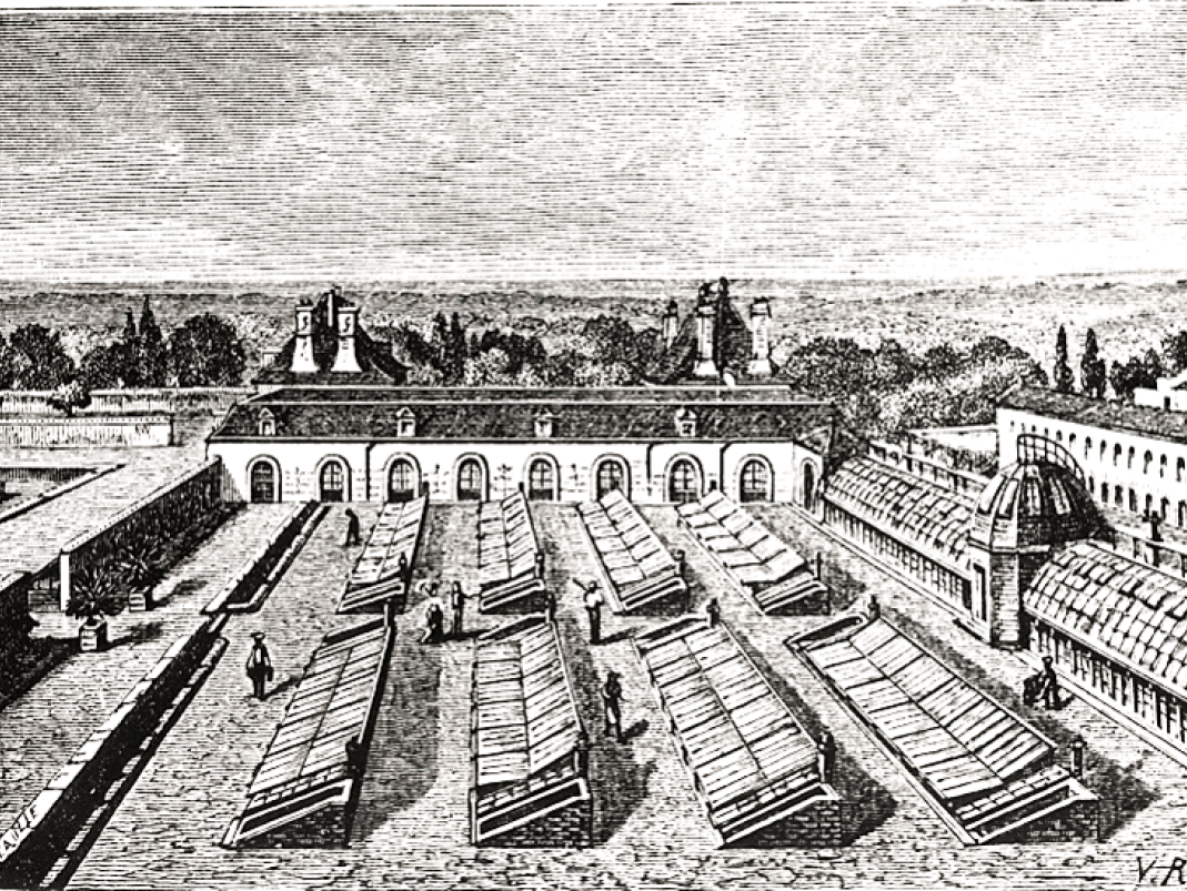 Agrandir l'image - fenêtre modale - Circa 1877. Vue des serres et bâches pour la culture des primeurs par V. ROSE. 