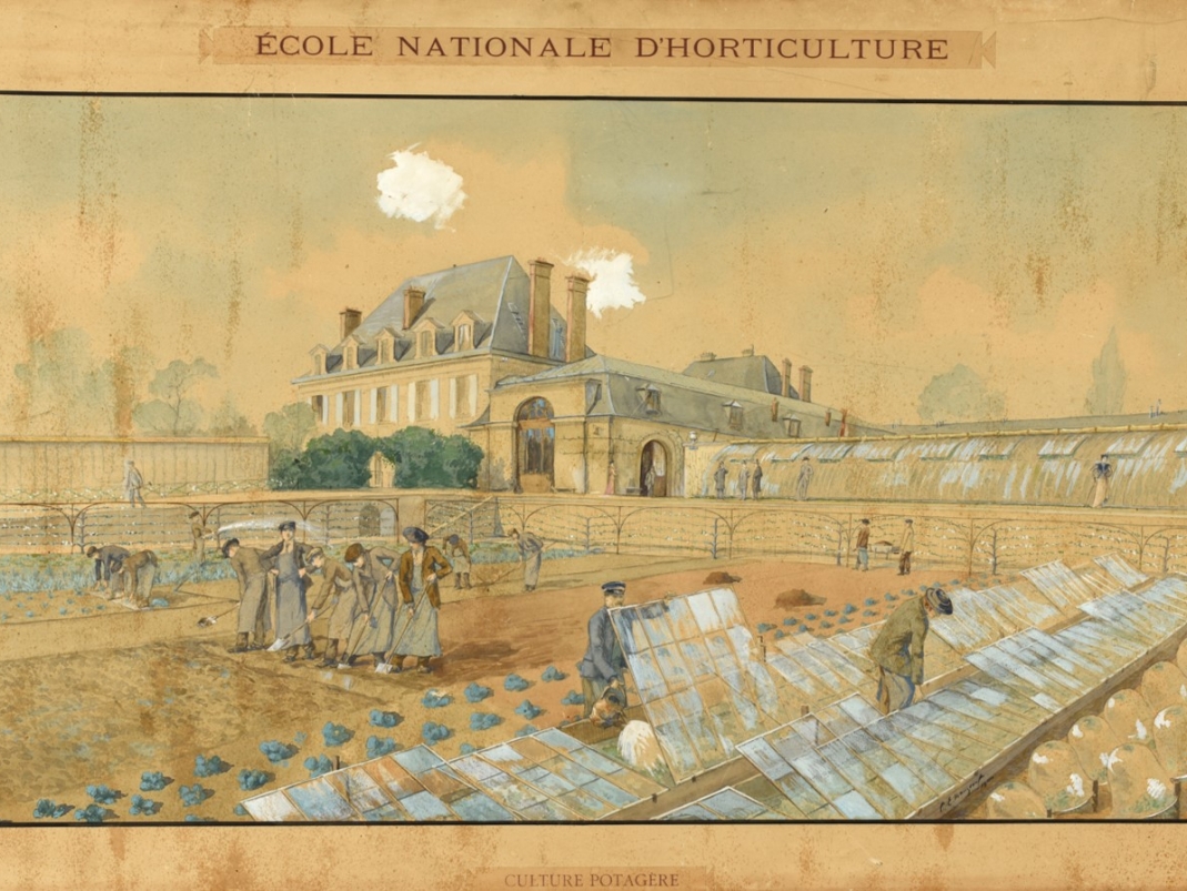 Agrandir l'image - fenêtre modale - École nationale d’horticulture, culture potagère. aquarelle, 1900. 