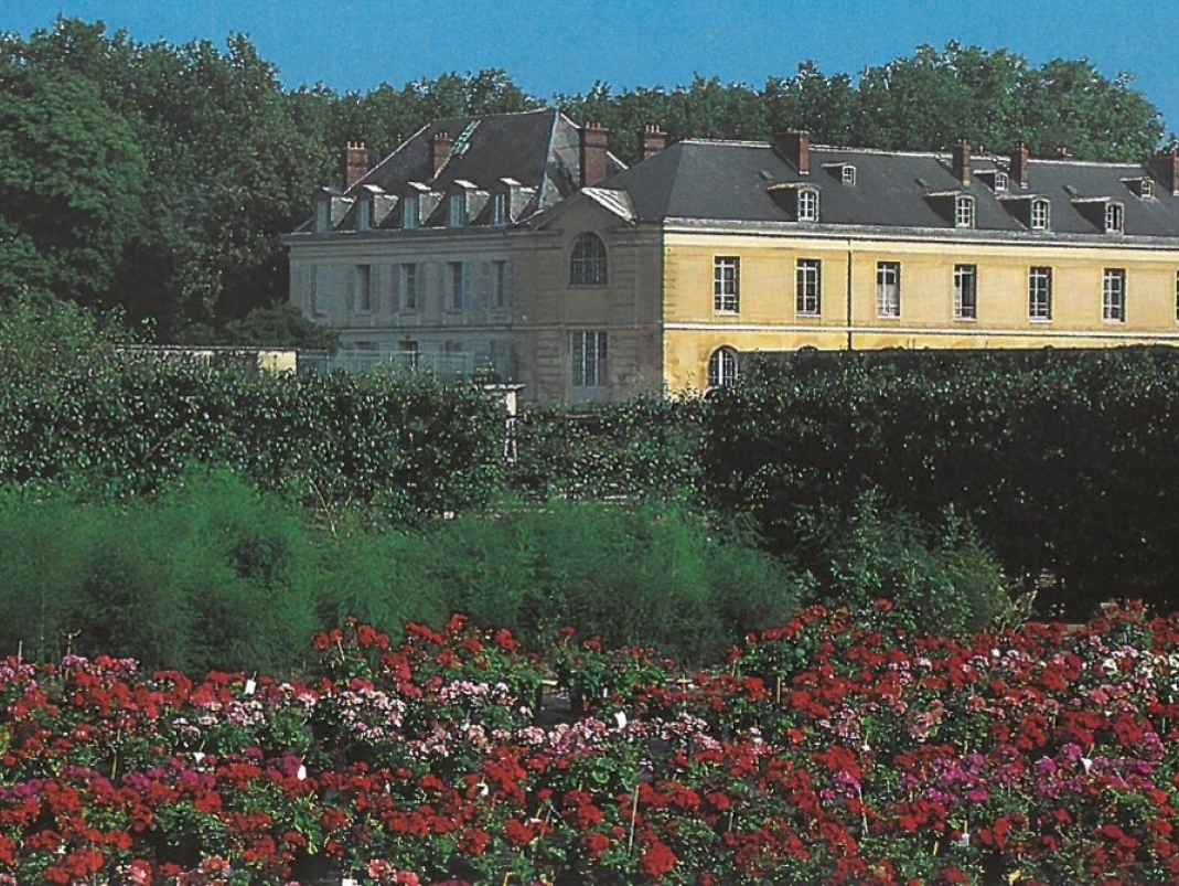 Agrandir l'image - fenêtre modale - Cultures de pélargonium dans le Grand carré pour les besoins de l’expérimentation, carte postale, circa 1995.