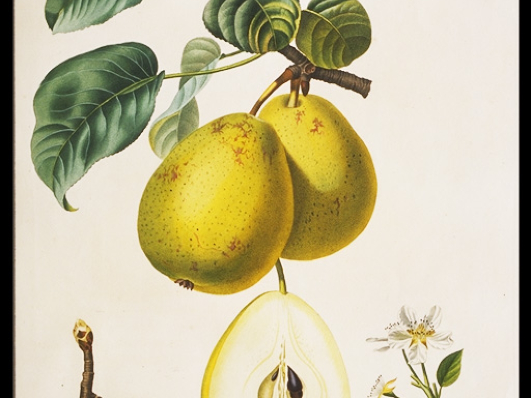 Agrandir l'image - fenêtre modale - A. Poiteau et P. Turpin, Traité des arbres fruitiers du Duhamel du Monceau, nouvelle édition augmentée, planches publiées entre 1807 et 1835.