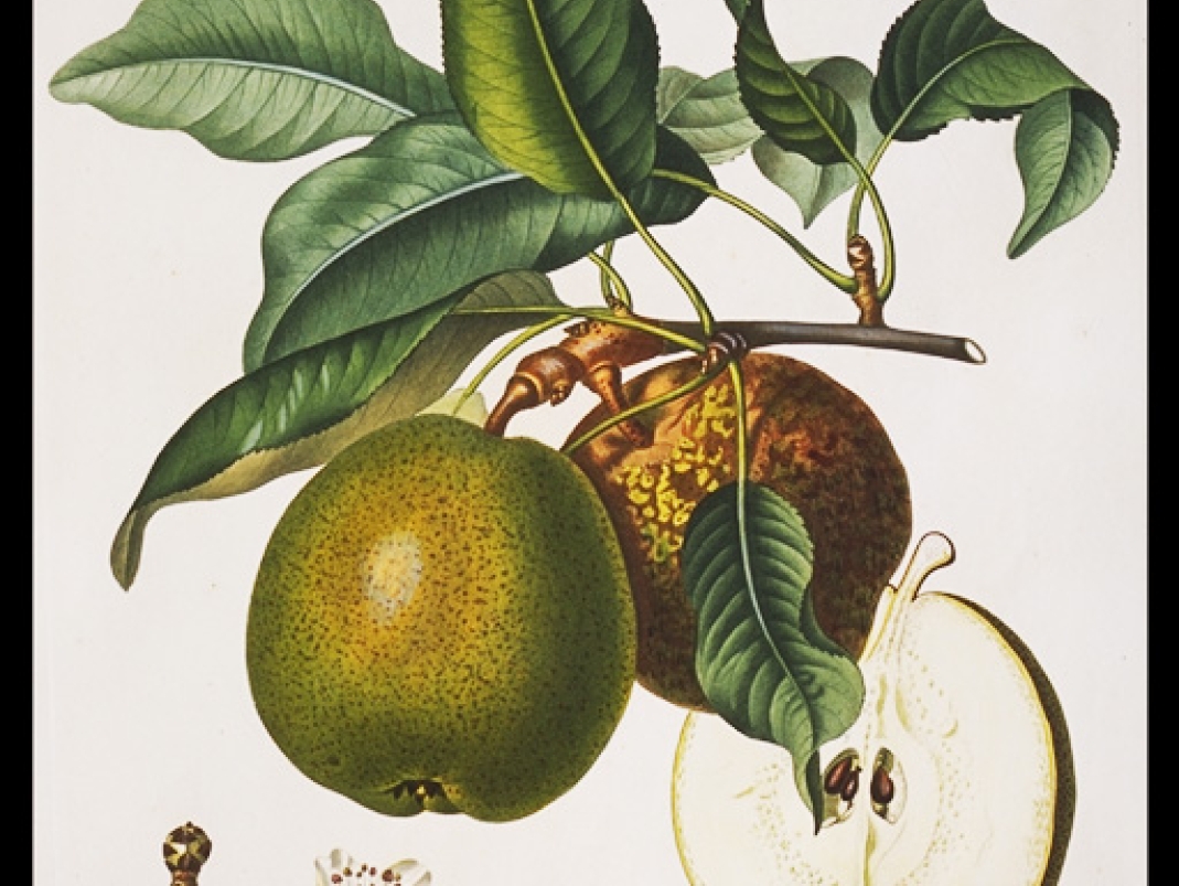 Agrandir l'image - fenêtre modale - A. Poiteau et P. Turpin, Traité des arbres fruitiers du Duhamel du Monceau, nouvelle édition augmentée, planches publiées entre 1807 et 1835.