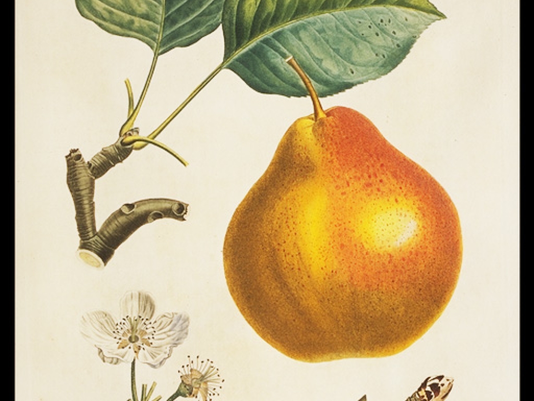 Agrandir l'image - fenêtre modale - A. Poiteau et P. Turpin, Traité des arbres fruitiers du Duhamel du Monceau, nouvelle édition augmentée, planches publiées entre 1807 et 1835.