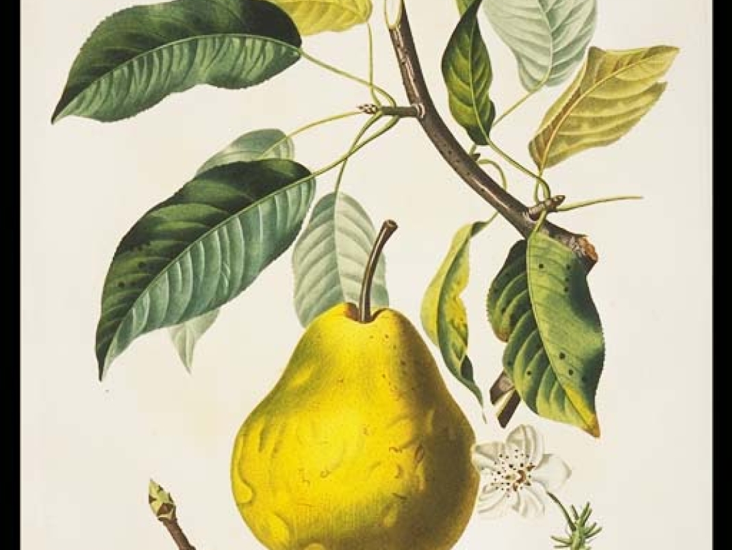 Agrandir l'image - fenêtre modale - A. Poiteau et P. Turpin, Traité des arbres fruitiers du Duhamel du Monceau, nouvelle édition augmentée, planches publiées entre 1807 et 1835.