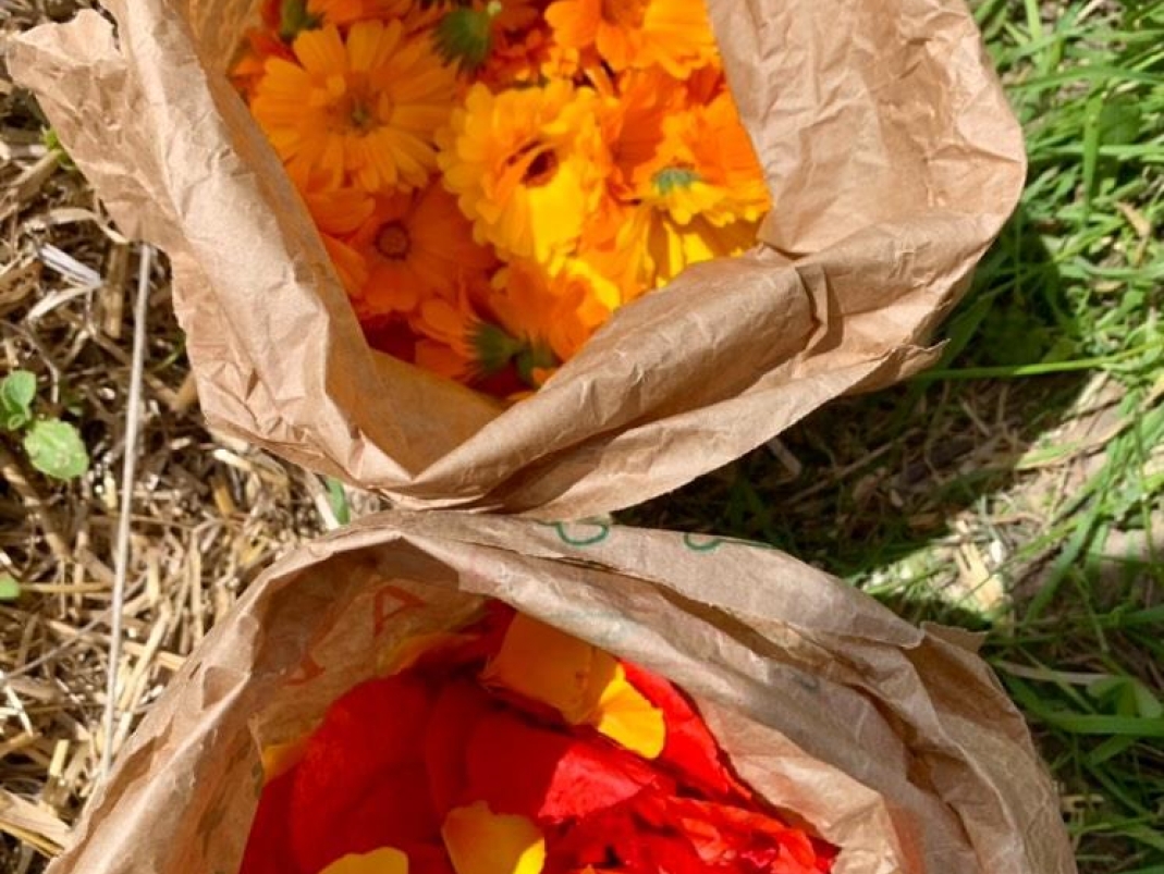 Agrandir l'image - fenêtre modale