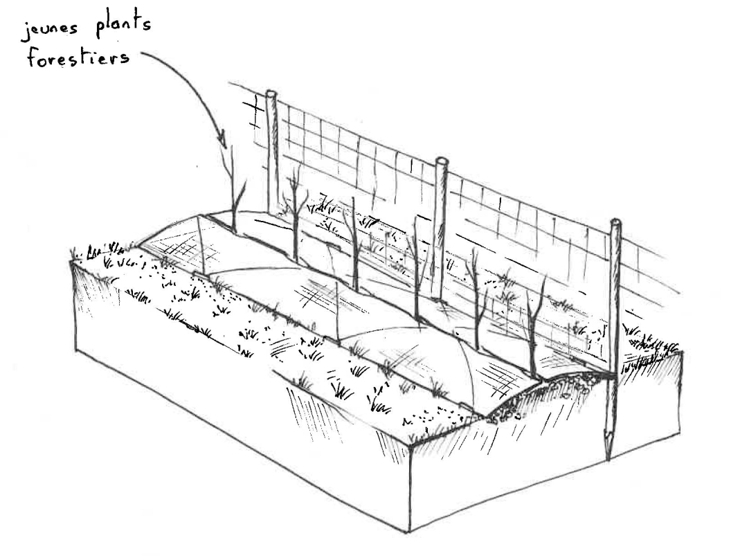 Agrandir l'image - fenêtre modale - Plantation de jeunes plants.