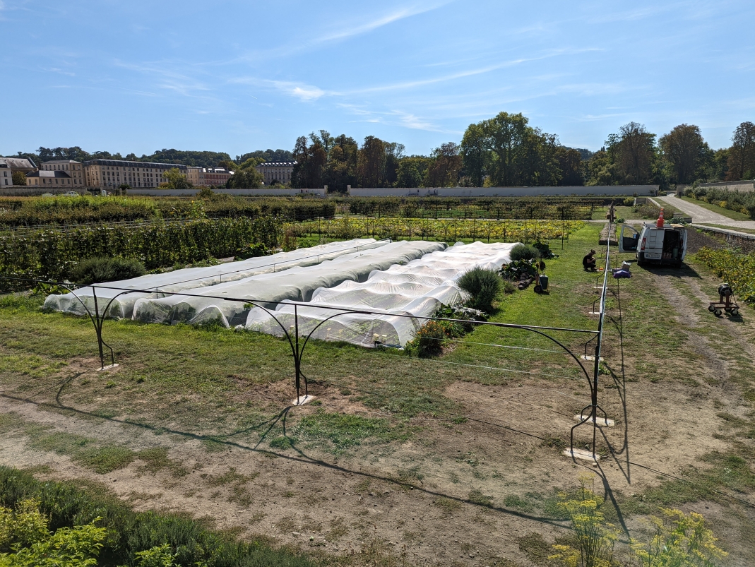 Agrandir l'image - fenêtre modale - Lignes de palissage restaurées lors de la 2e tranche de travaux.