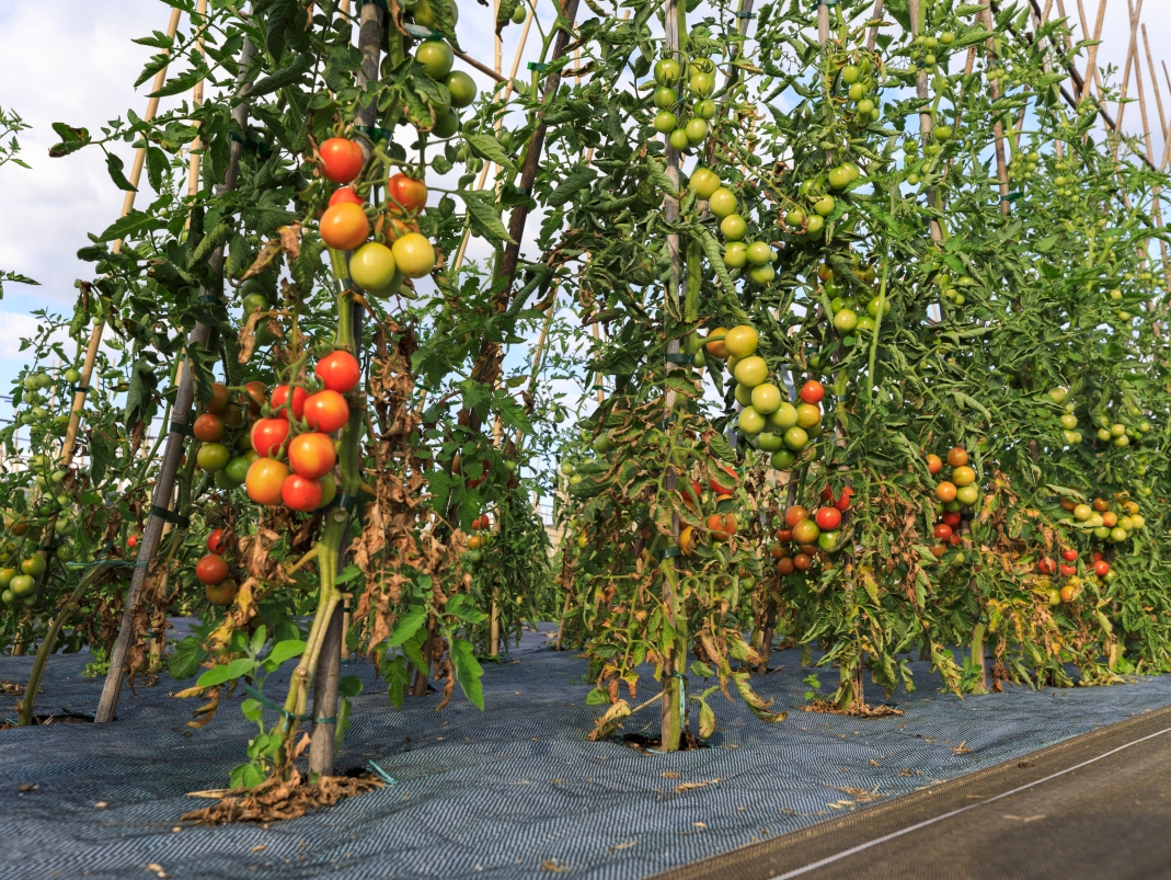 Agrandir l'image - fenêtre modale - Le Grand Carré, un lieu de production.