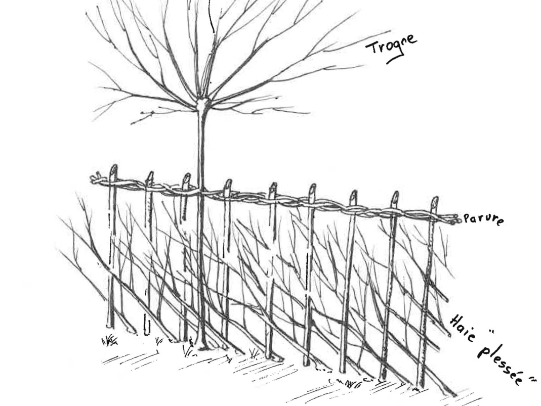 Agrandir l'image - fenêtre modale - Trogne intégrée à la plesse transposée.